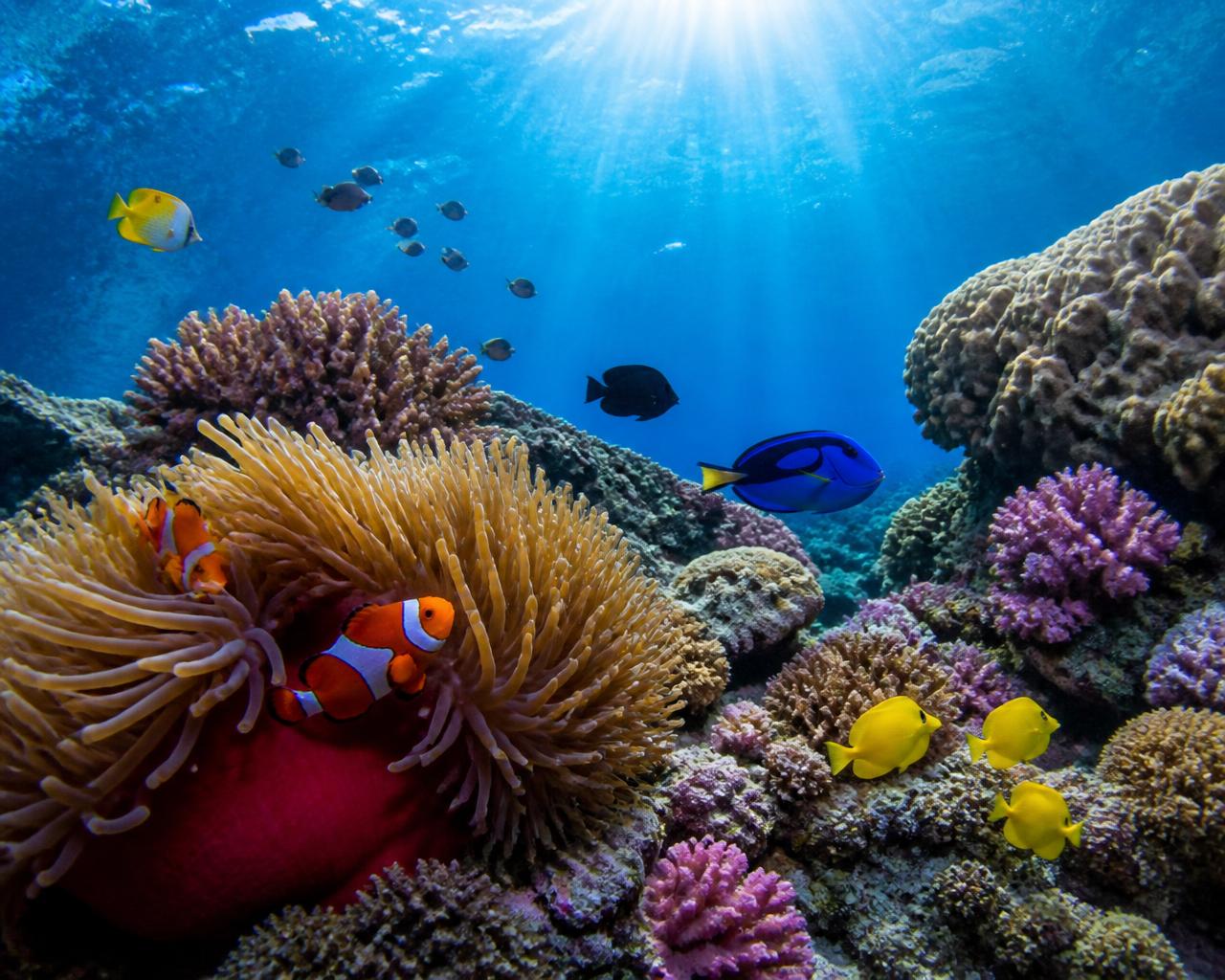 Coral reef with a clownfish in an anemone and tropical reef fish